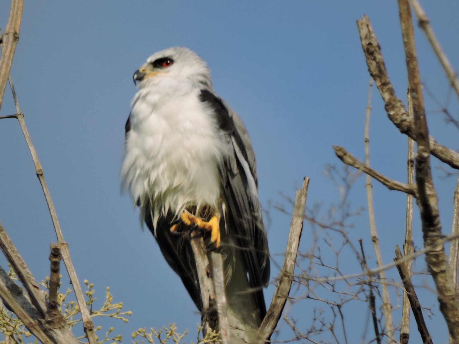 Una de cada tres especies de aves en el país hallan refugio en el agropaisaje de la caña de azúcar